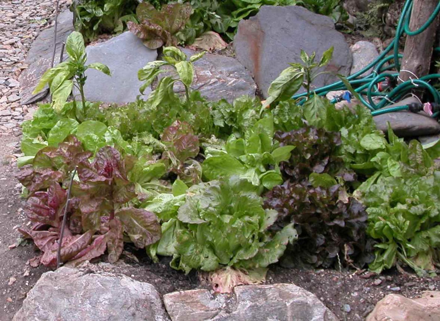Lettuce, Cultivated plant